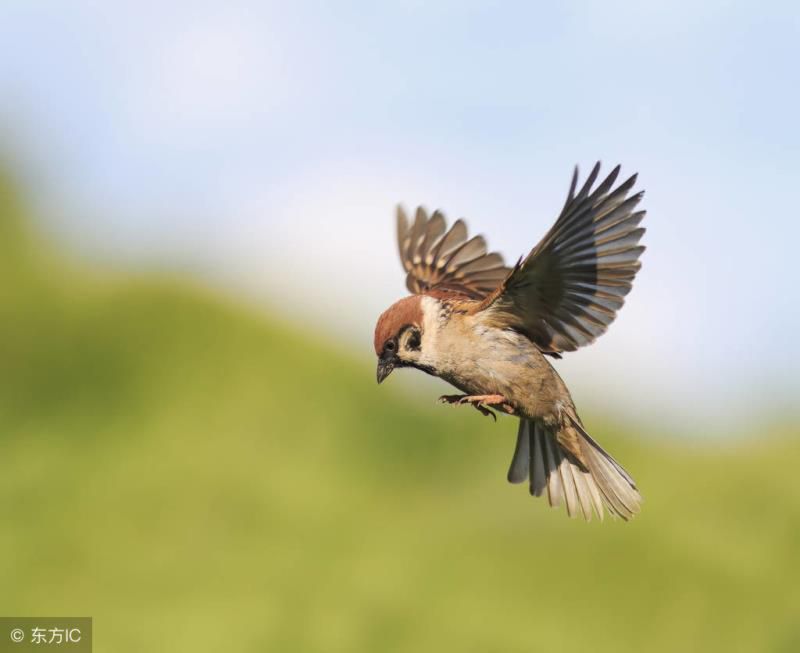 鸟拉屎在头上鸿运当头屎掉女人头上怎么化解，鸟拉屎在头上鸿运当头