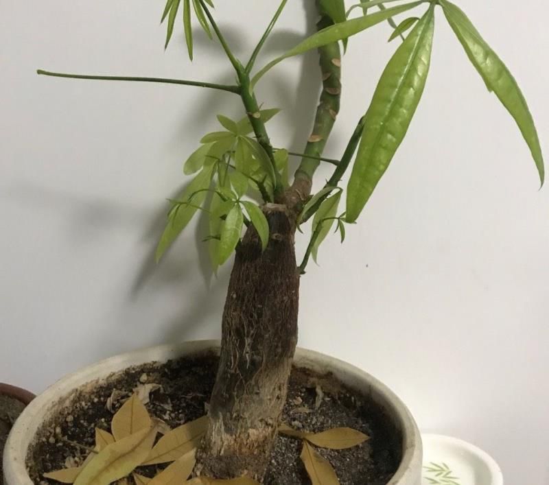 发财树怎么养才能更旺盛，发财树用什么肥料最好