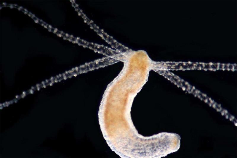 世界上寿命最长的动物排名，12生肖中哪个最长寿