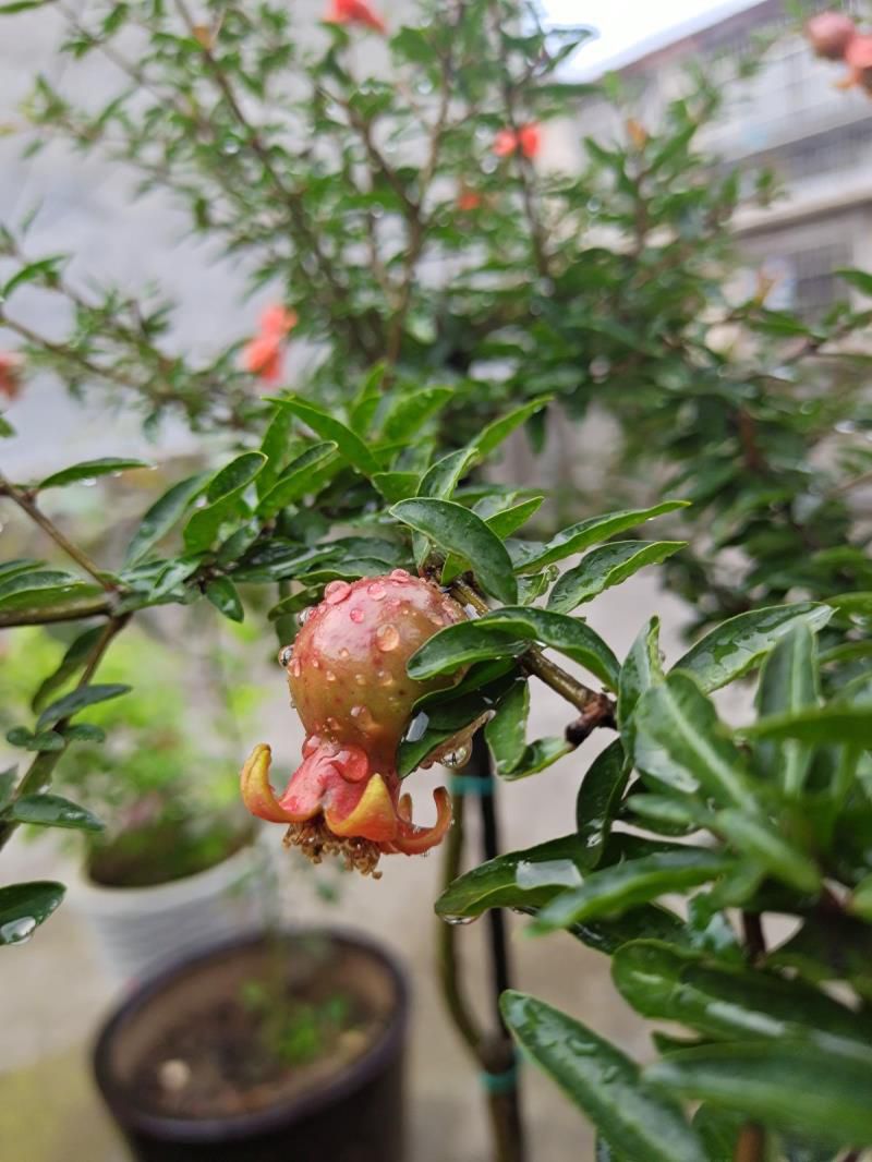 家门口种什么植物风水好又旺财耐寒，家门口种什么树最吉祥