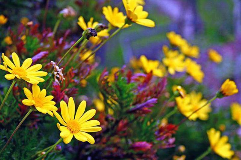 风象星座有哪些星座，水象土象火象风象星座