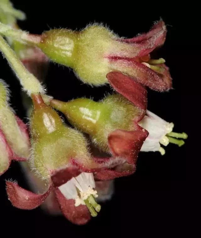 黑加仑和葡萄的区别图片，黑加仑完整树图片