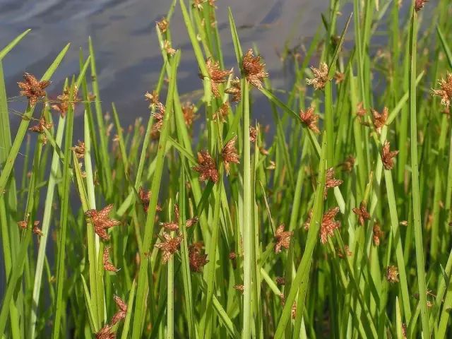 黑加仑和葡萄的区别图片，黑加仑完整树图片