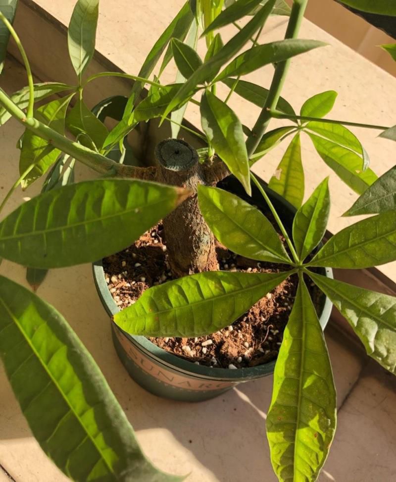 发财树怎么养才能更旺盛，发财树用什么肥料最好