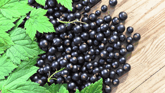 黑加仑和葡萄的区别图片，黑加仑完整树图片