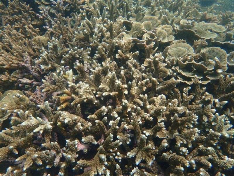 世界上寿命最长的动物排名，12生肖中哪个最长寿