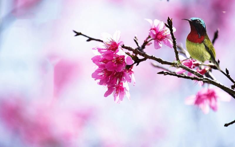 风象星座有哪些星座，水象土象火象风象星座