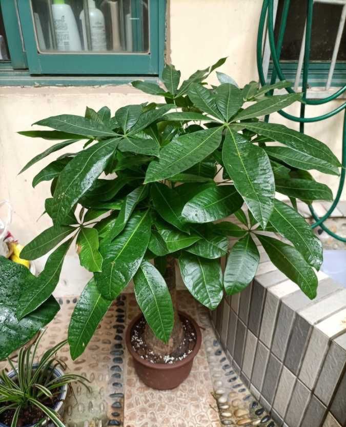 发财树怎么养才能更旺盛，发财树用什么肥料最好