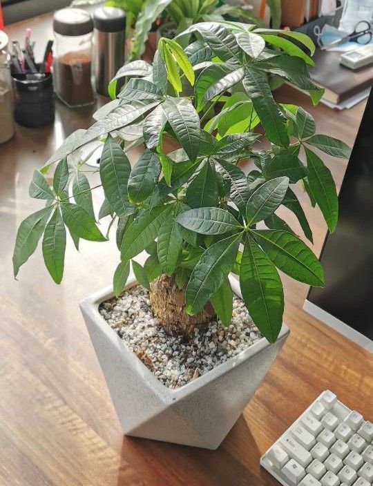 发财树怎么养才能更旺盛，发财树用什么肥料最好