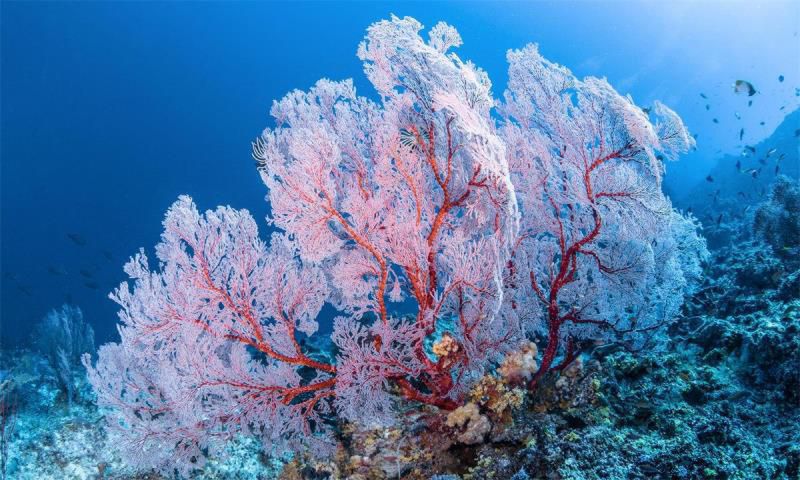 世界上寿命最长的动物排名，12生肖中哪个最长寿