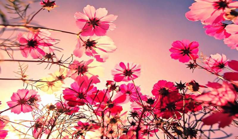 风象星座有哪些星座，水象土象火象风象星座