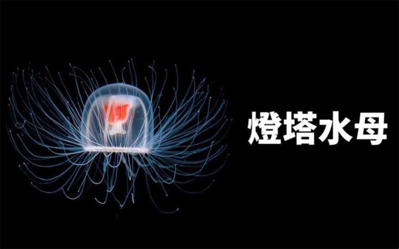 世界上寿命最长的动物排名，12生肖中哪个最长寿