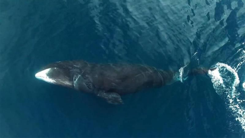 世界上寿命最长的动物排名，12生肖中哪个最长寿