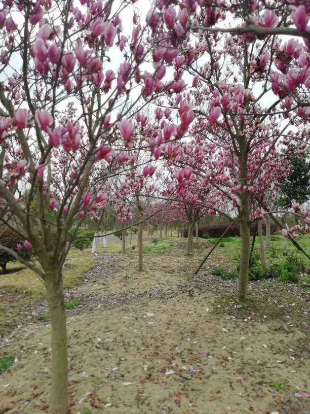 家门口种什么植物风水好又旺财耐寒，家门口种什么树最吉祥