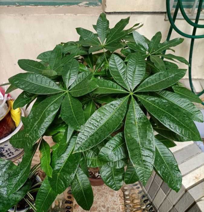 发财树怎么养才能更旺盛，发财树用什么肥料最好