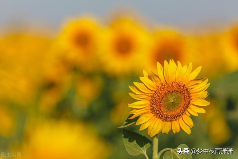 双鱼座一生的宿命
