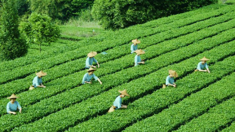 中国的5大乌龙茶是哪些？谁才是乌龙茶中的“王者”？建议了解