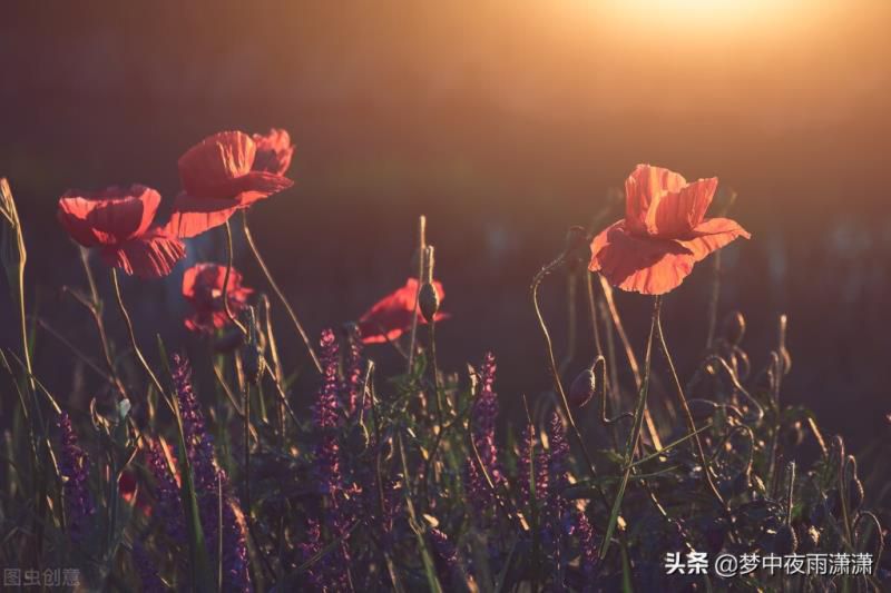 双鱼座一生的宿命