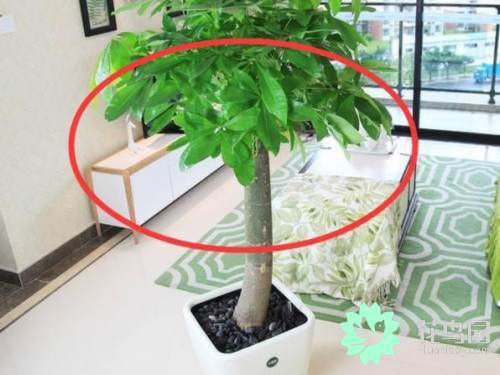 家里不要摆放这几种植物，老风水师都知道，不然再富裕也会住穷