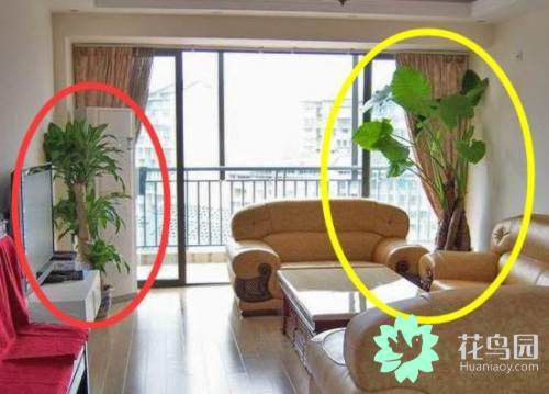 家里不要摆放这几种植物，老风水师都知道，不然再富裕也会住穷