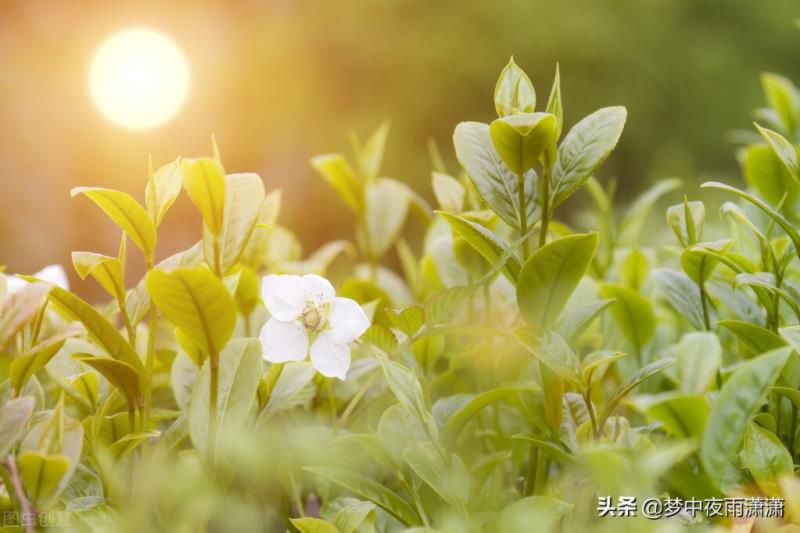 双鱼座一生的宿命