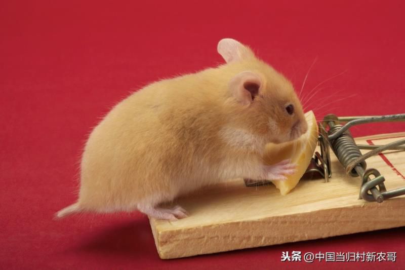 鼠年能用铁猫吗