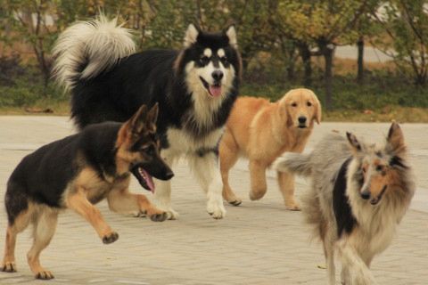 乱动门神土地惹灾祸，狗狗救主挡灾祸