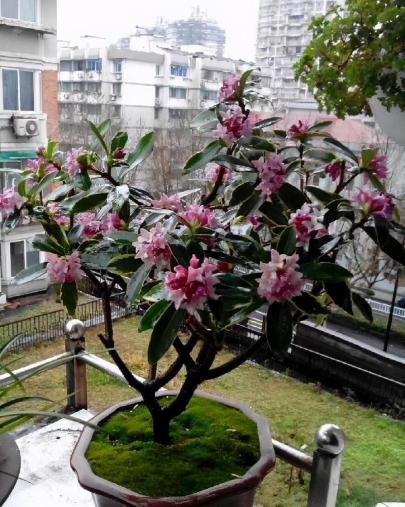 最香的10种花，种一棵花满家，美丽又长寿，能香几十年