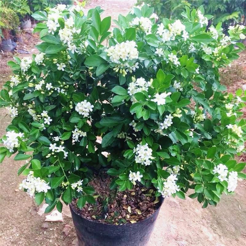 最香的10种花，种一棵花满家，美丽又长寿，能香几十年