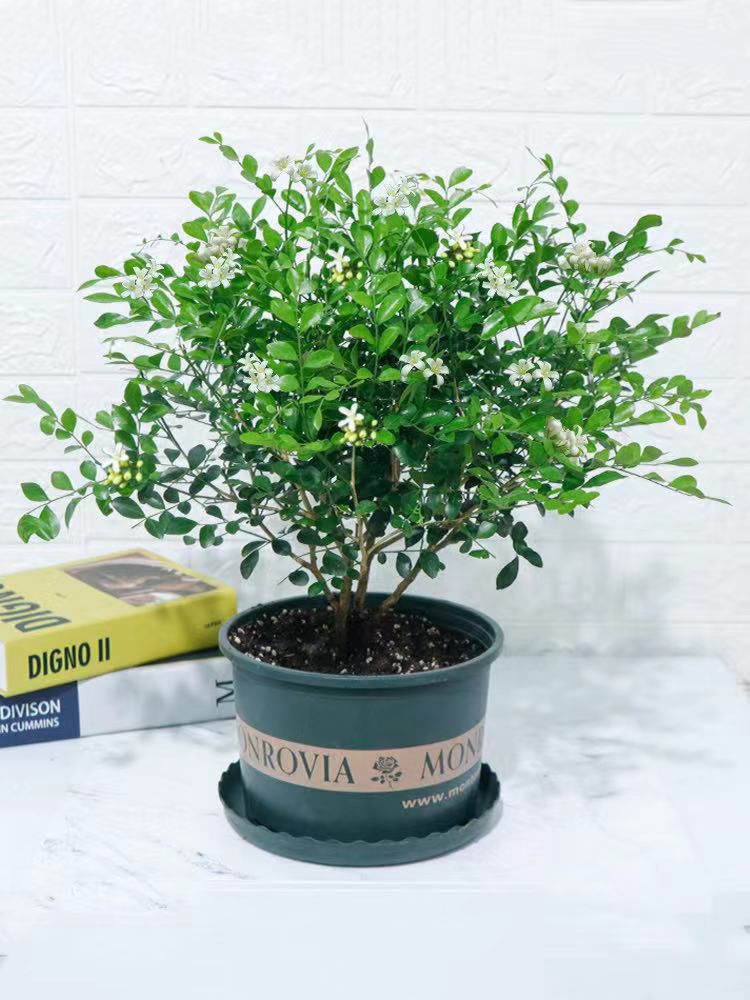 最香的10种花，种一棵花满家，美丽又长寿，能香几十年