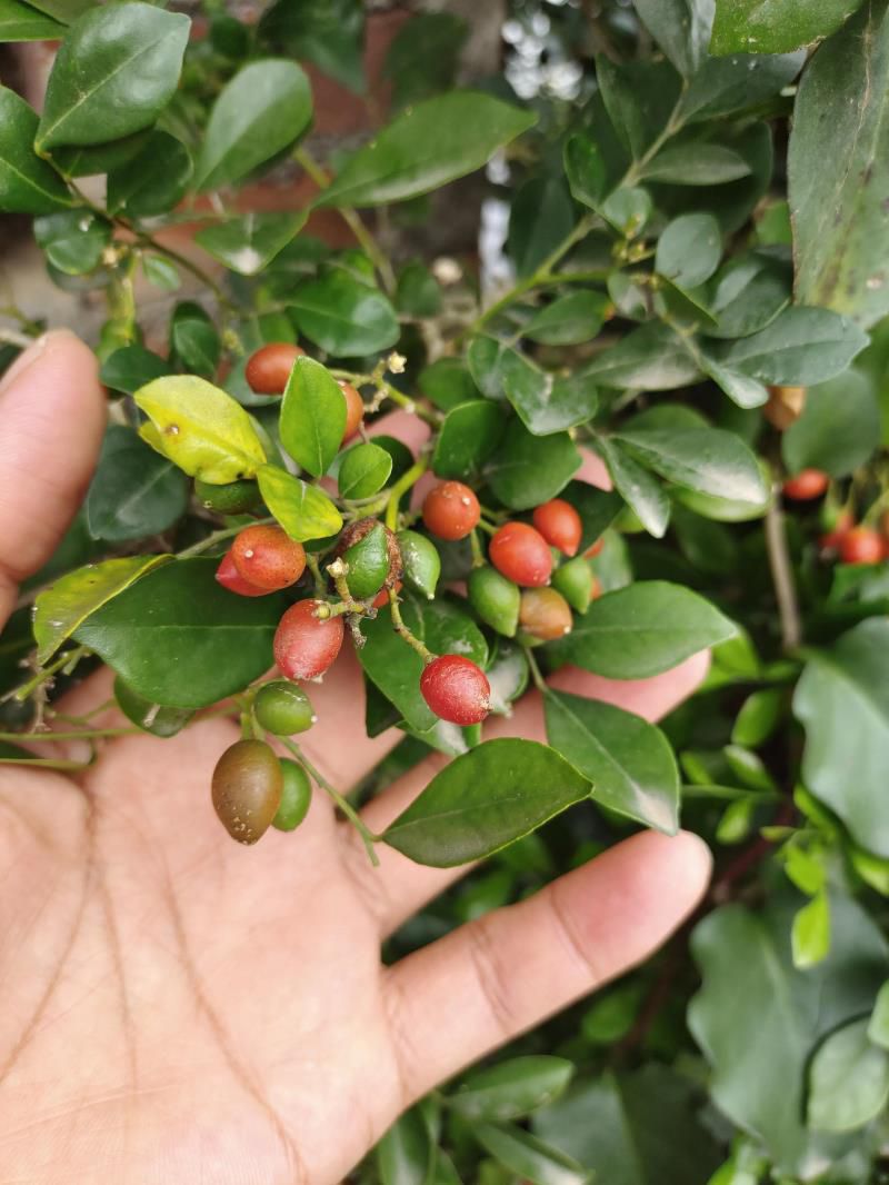 最香的10种花，种一棵花满家，美丽又长寿，能香几十年