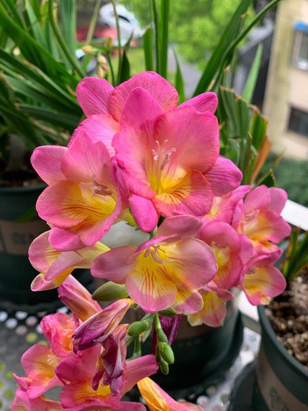 最香的10种花，种一棵花满家，美丽又长寿，能香几十年