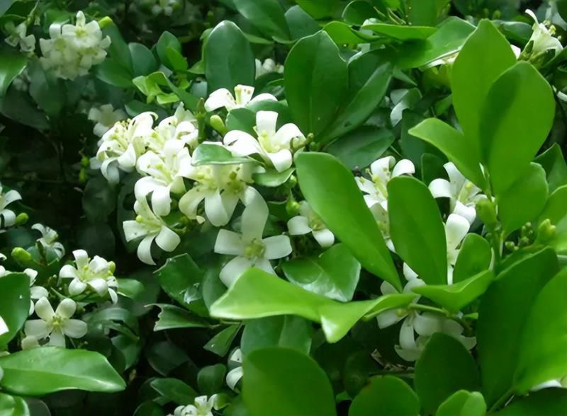 最香的10种花，种一棵花满家，美丽又长寿，能香几十年