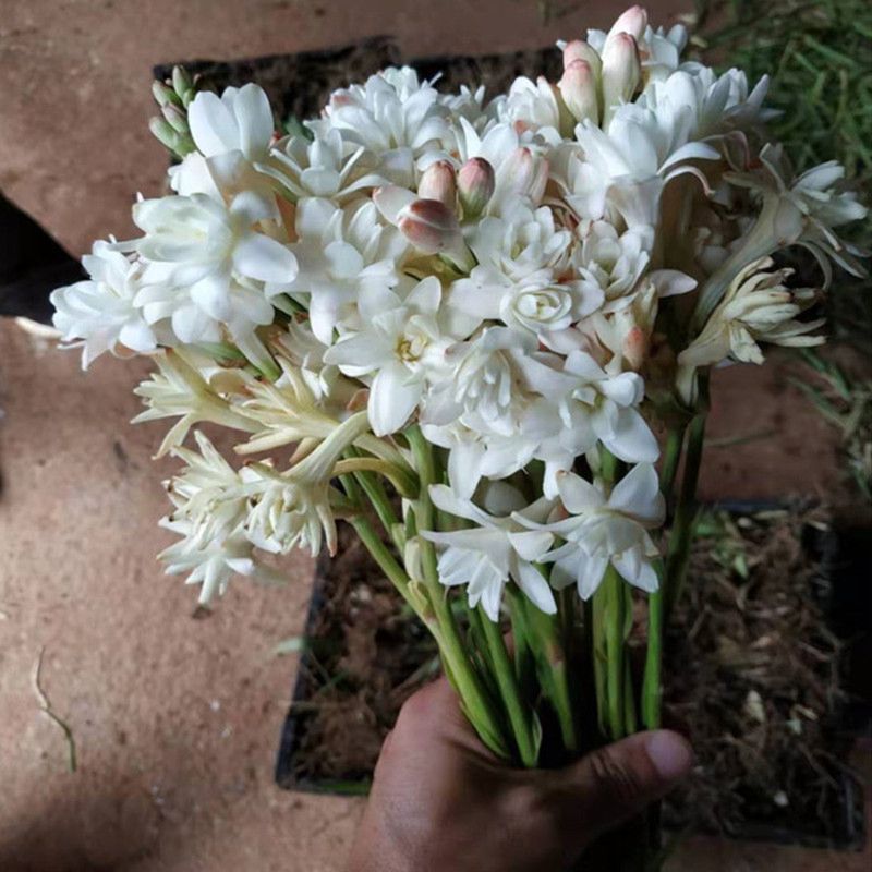 最香的10种花，种一棵花满家，美丽又长寿，能香几十年