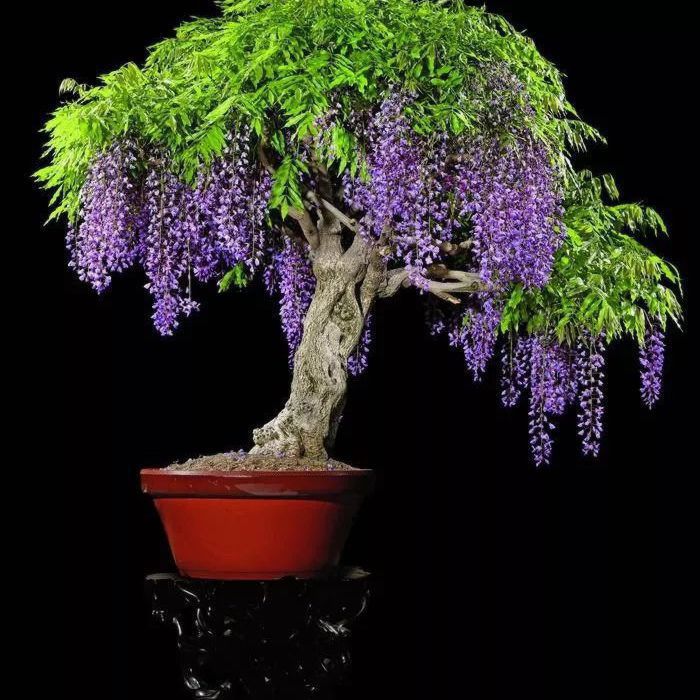 最香的10种花，种一棵花满家，美丽又长寿，能香几十年