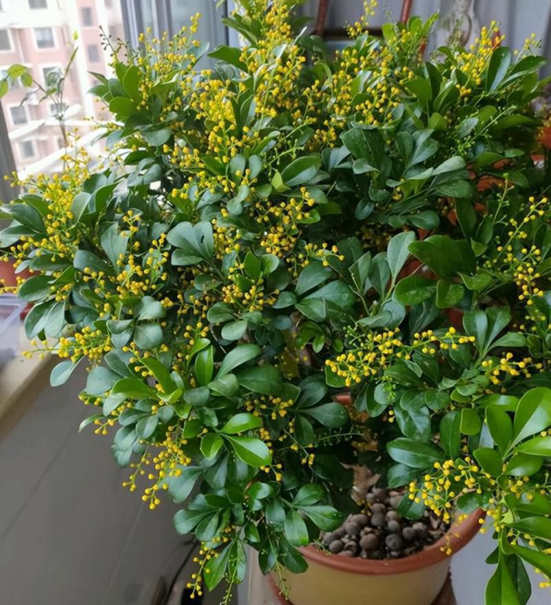 最香的10种花，种一棵花满家，美丽又长寿，能香几十年