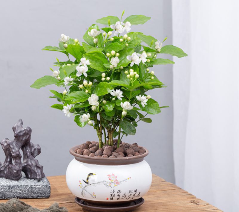 最香的10种花，种一棵花满家，美丽又长寿，能香几十年