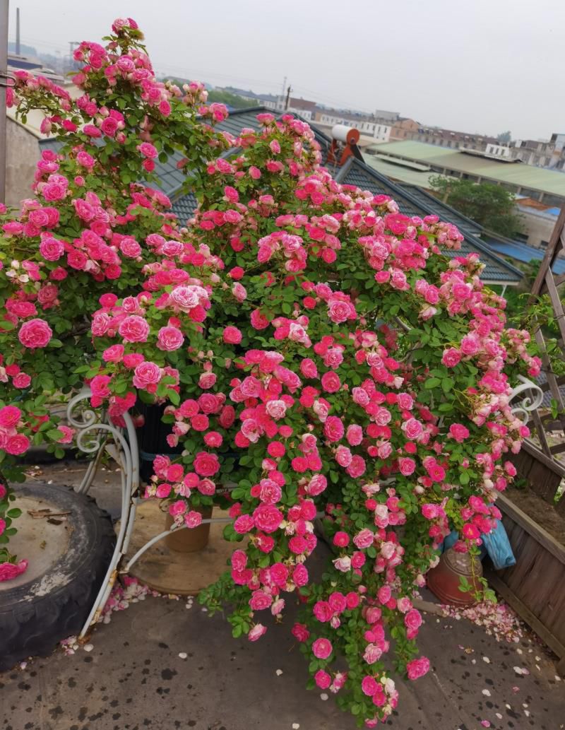 最香的10种花，种一棵花满家，美丽又长寿，能香几十年