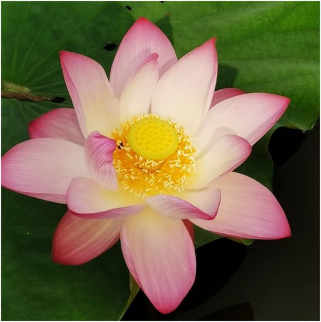 邱承彬解密天珠：莲花生大士法器天珠86