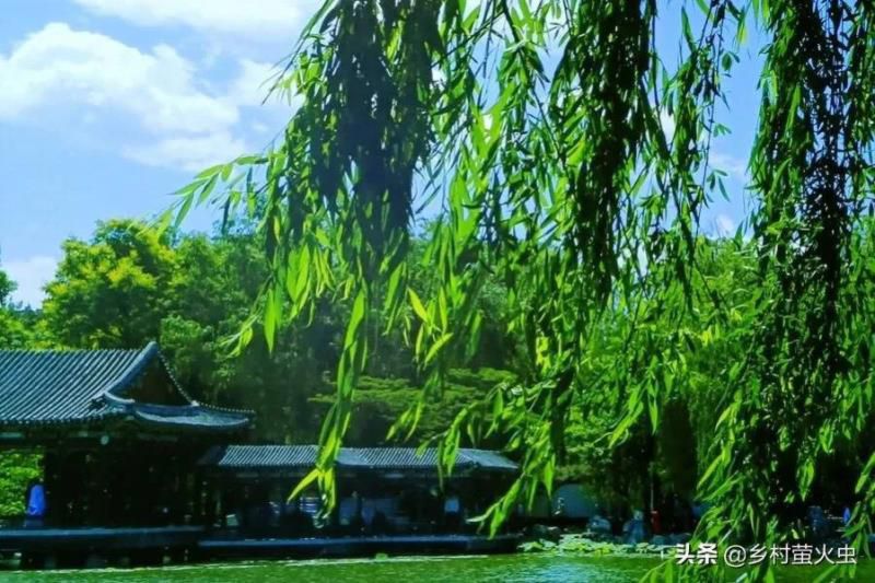 “初头夏至十头割，十头夏至两头割”，割啥？初头和十头何解？