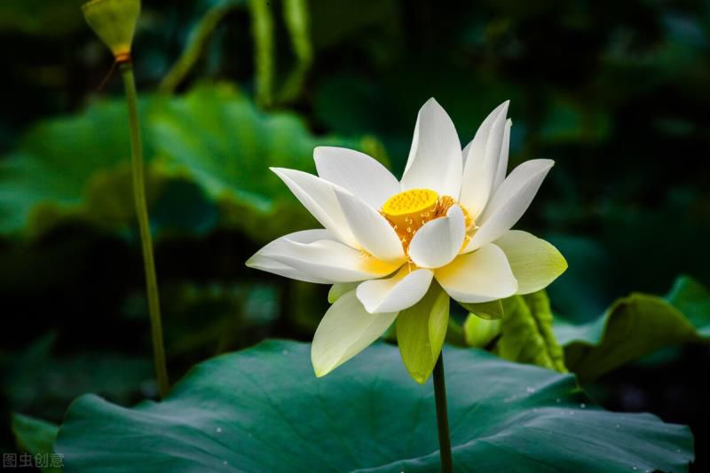 2022年7月运势：水瓶座、处女座、巨蟹座