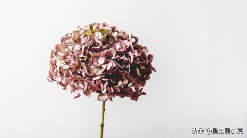 如何快速解读一张星盘？读懂基本三元，就能看懂一个人