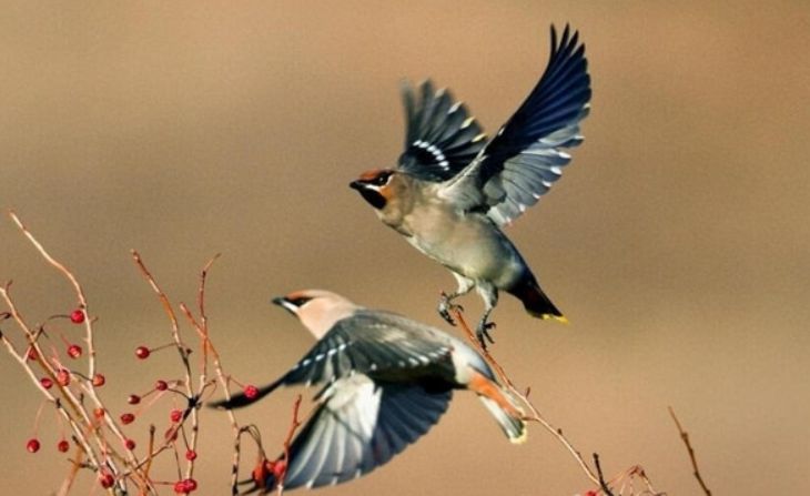 梦到鸟的不同梦境，分别有什么不同的预示？