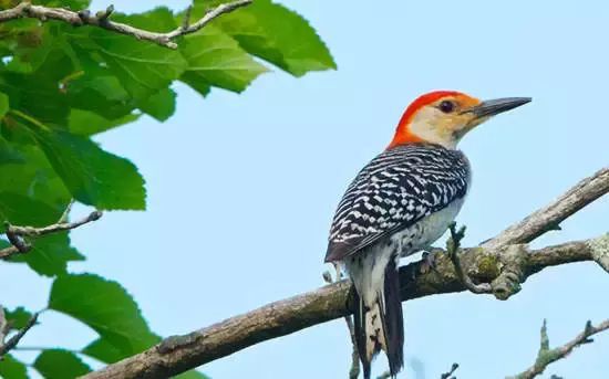 从你的生日看你是怎样的一个人！准得可怕！