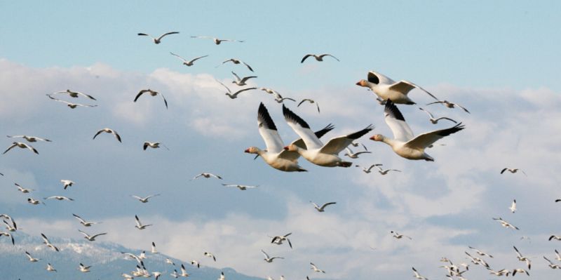 梦到鸟的不同梦境，分别有什么不同的预示？