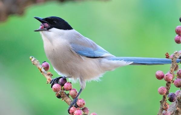 从你的生日看你是怎样的一个人！准得可怕！