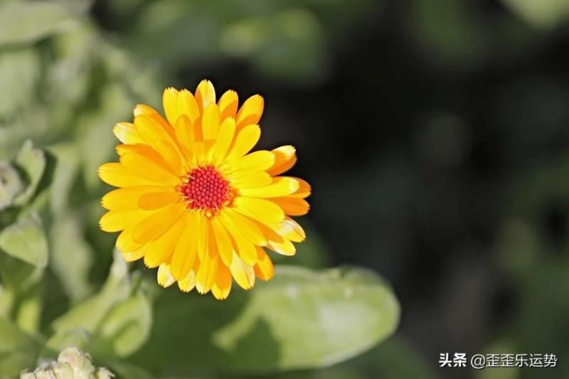 读书最厉害的4大星座，专注认真还勤奋，成绩都是最优秀的那一个