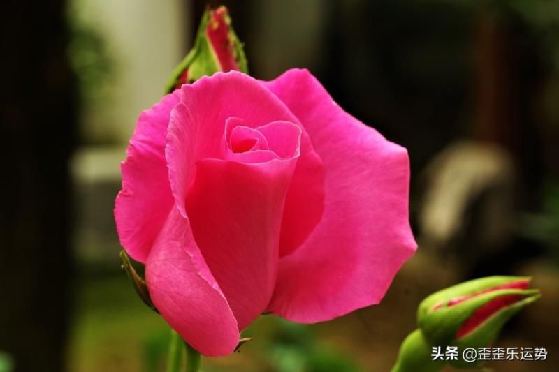 读书最厉害的4大星座，专注认真还勤奋，成绩都是最优秀的那一个