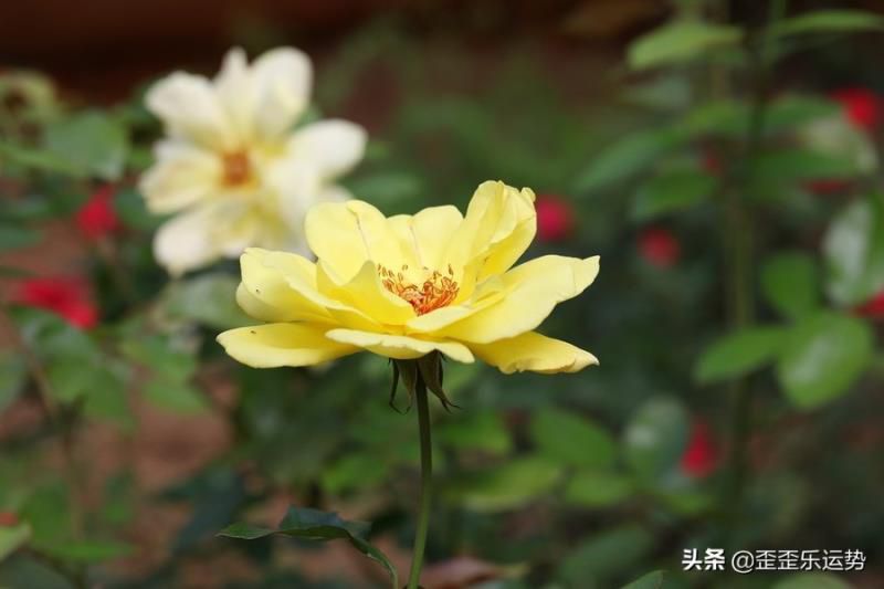 读书最厉害的4大星座，专注认真还勤奋，成绩都是最优秀的那一个