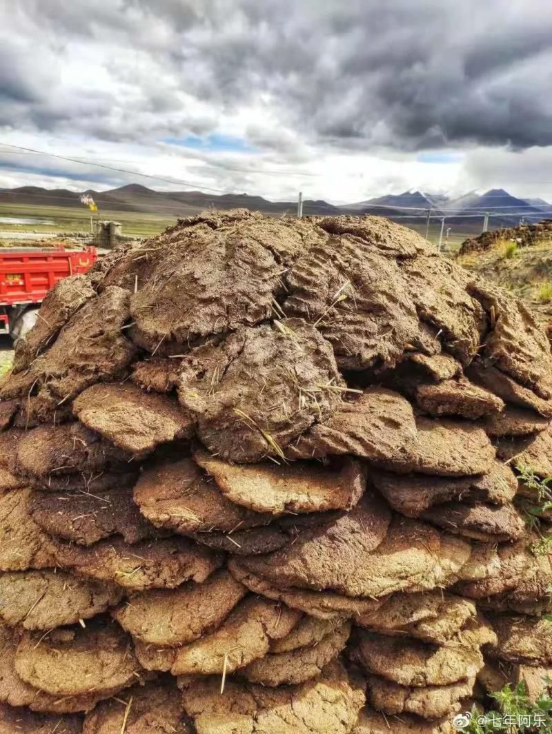 牛粪居然可以用来炫富？据说连金子都能被它比下去